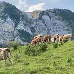 Mazsola