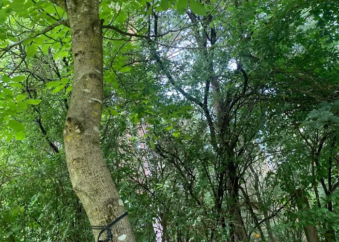Mazsola Lejlighed
